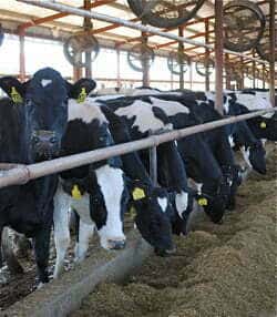 DairyCattle