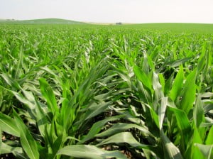Biotechnology helps plants
